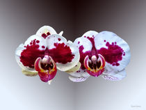 Maroon and White Phalaenopsis Orchids Side by Side von Susan Savad