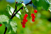 Red currants ripe by Yuri Hope
