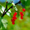 Red-currants-ripe