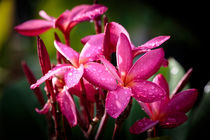Pink Plumeria von mroppx