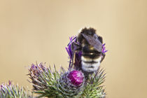 Bee Being Busy von Vicki Field