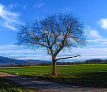 Der Baum by Rolf Schweizer