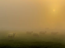 Sheep at sunrise by Christopher Smith