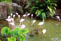 Flamingo Gruppe in idyllischer Naturlandschaft  von Mellieha Zacharias