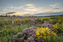 Heather in flower at sunset  by Christopher Smith