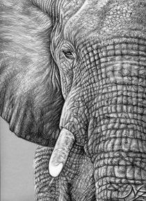 The Elephant - Afrikanischer Elefant by Nicole Zeug