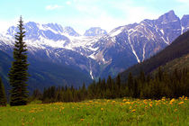 Blumenwiesen am Rogers Pass im Glacier National Park, Kanada von Mellieha Zacharias