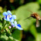 The-seeker-of-nectar-unknown-to-me-insect-with-a-long-proboscis-flies-to-the-flower-forget-me-nots