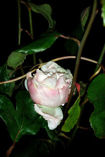 rose at night by feiermar