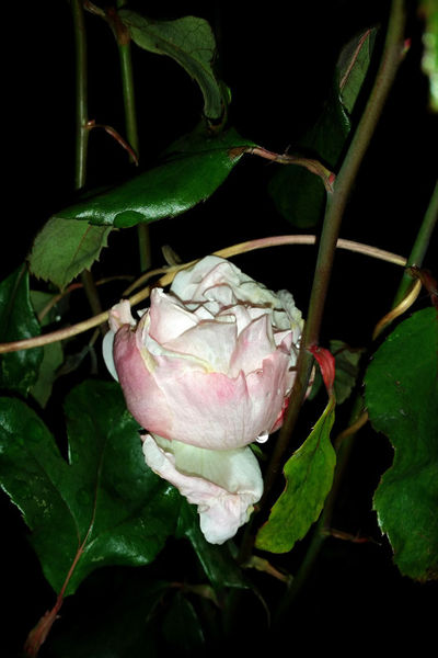 Rose-at-night-bun