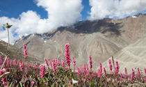 Himalayan Alpine Flora  von studio-octavio