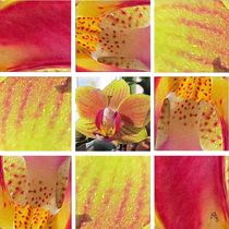 9er Phalaenopsis gelb_pink von Angelika  Schütgens