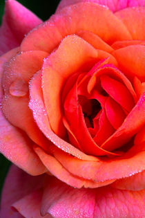 Rosenblüte  von Bernhard Kaiser