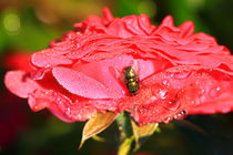 Die Fliege auf der Rosenblüte von Bernhard Kaiser