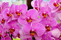 Rosa Orchideen von werkladen-koeln