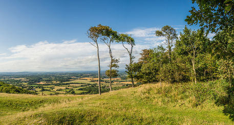 Three-trees-panorama