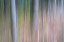 Forest Blur by Martin Williams