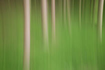 Green Forest Blur by Martin Williams