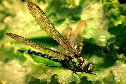 Golden-dragonfly