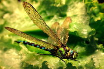 Golden dragonfly von Yuri Hope