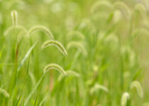 Grass by Daniel Troy