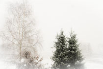 FIRST SNOW by urs-foto-art