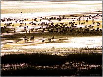 ~Wangerooge Birds Impressions ~ by Sandra  Vollmann