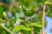 Speckled Wood Butterfly by Malcolm Snook