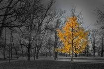The last yellow Tree Black & White von Gerhard Petermeir