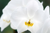 Orchid Flower Close-up by Gerhard Petermeir