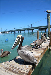 Pelikane am Strand von Florida Keys von Mellieha Zacharias