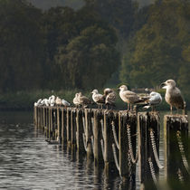 Seagulls in a Row with foggy Background von Gerhard Petermeir