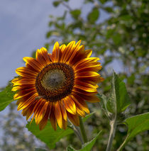 Sonnenblume von Christian Pohl