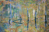 Autumn colored pond von Thomas Matzl