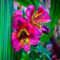 Pink-alstroemeria-lily2