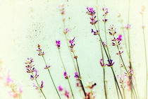 Lavendel im Licht by Klaus Kunze
