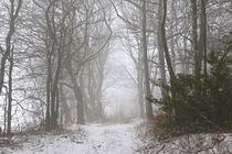 Winterwald mit Nebel von Bernhard Kaiser
