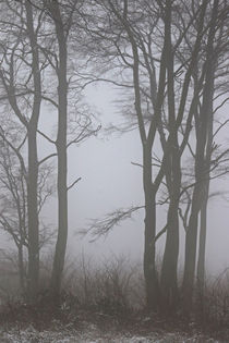 Winterwald mit Nebel 2 by Bernhard Kaiser