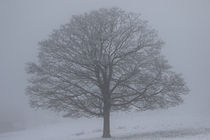 Der Baum im Schnee mit Nebel von Bernhard Kaiser