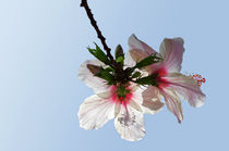 hibiskus by fotolos