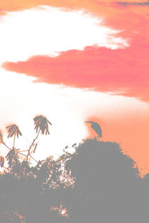 Reihersilhouette beim Sonnenaufgang- colored von mroppx