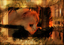Weihnachtkarte Katze 1 von artfulhorses-sabinepeters