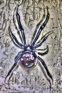 Spider by bagojowitsch