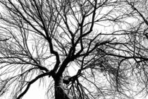 Tree of Shadow and the Vast White Sky von John Williams