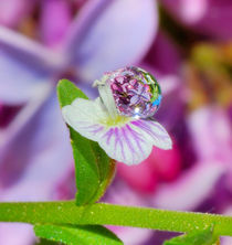 Flowers in a drop on the background of lilac by Yuri Hope