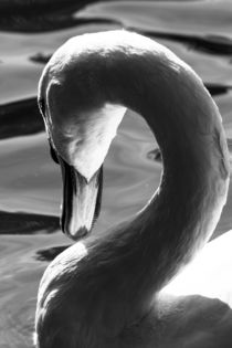 Swan Abstract by David Pyatt