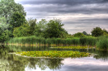 The Lily Pond  by David Pyatt