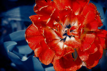 Scarlet Peony Flower von cinema4design