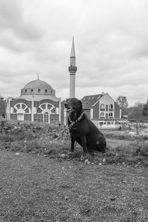Labrador vor Moschee by toeffelshop