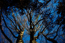 3 Bäume in tiefblauem Herbsthimmel by Reinhard Kepplinger